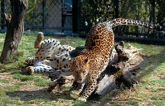 Nainital Zoo
